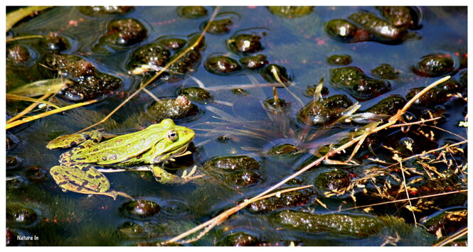 Grenouille verte