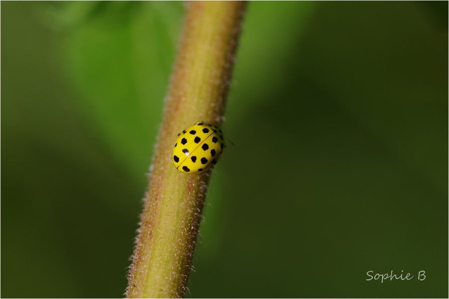 Coccinelles , suite et fin .