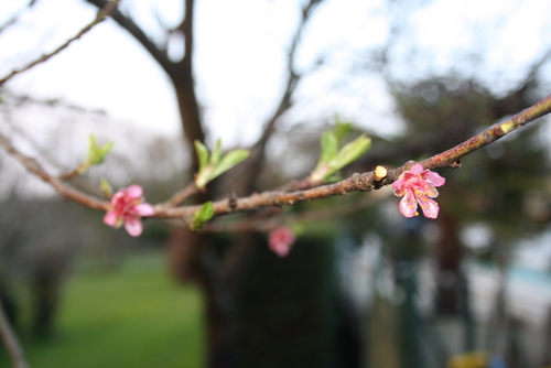 LA NATURE EN PLEINE FLORAISON