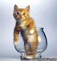Qui a dit que les chats ne buver pas dans des verres?