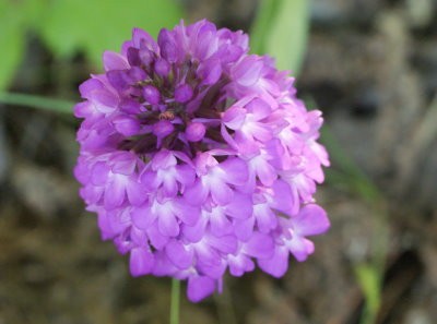orchis pyramidal pelouse lay1