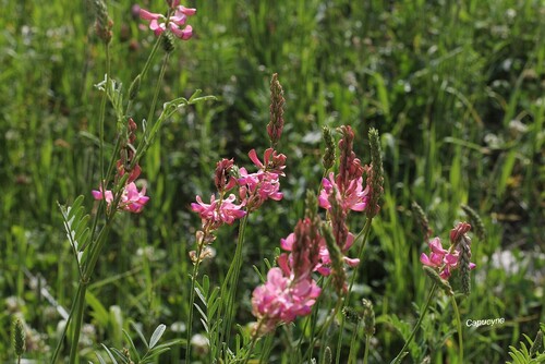 Haute-Maurienne 2019: les prairies fleuries