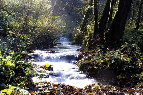 Les rivières et ruisseaux proches de chez moi : le colliard - novembre 2015