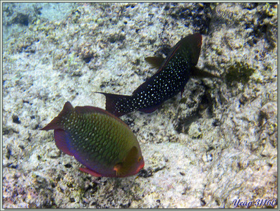 Couple de Poissons Perroquets mauve ou Perroquets pourpre-marron ? (Scarus fuscopurpureus ?) - Anse Soleil - Mahé - Seychelles