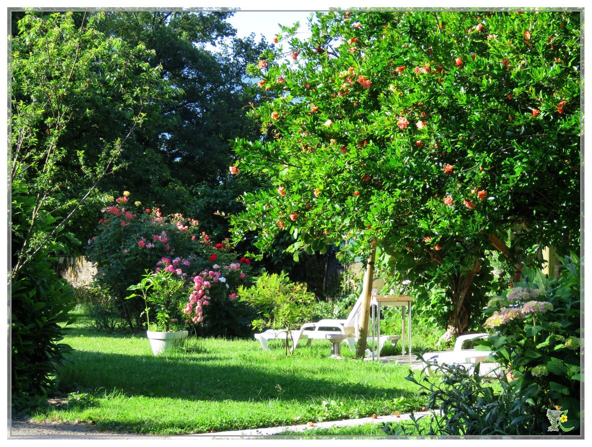 LES ROSES AUTOUR DE LA MAISON 