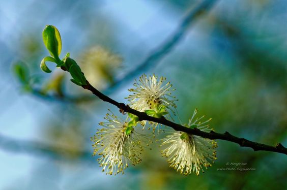 Fleurs et bourgeons - [Images de printemps]