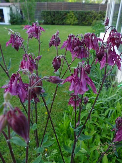 des nouvelles du jardin 