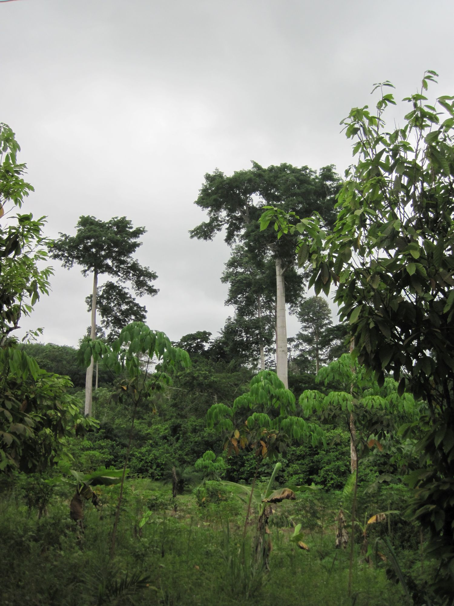 Côte d'Ivoire Cacaoyer