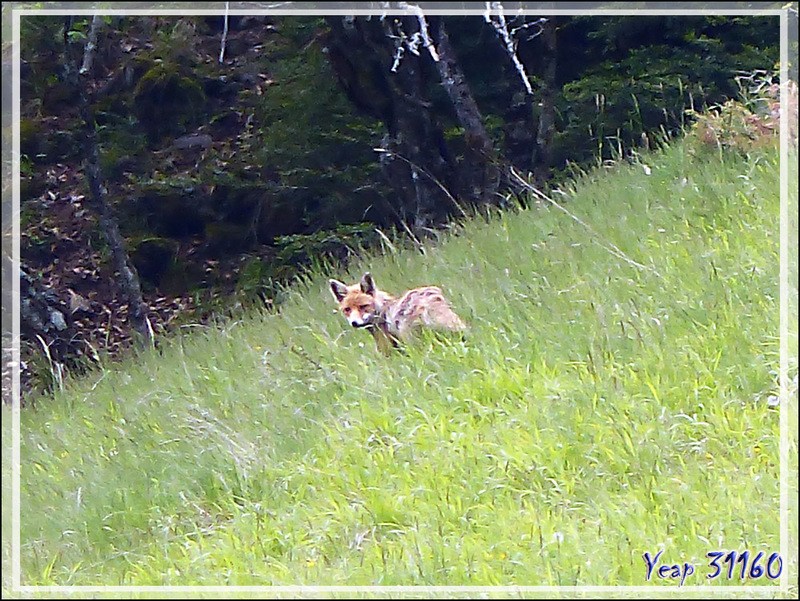 Renard pas très roux (probablement en train de muer) - Couledoux - 31