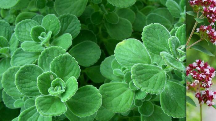 Les délicieuses herbes aromatiques et leurs vertus