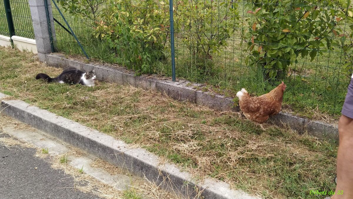 photos plaisir de l'été  Miaou 