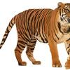 tigre 027