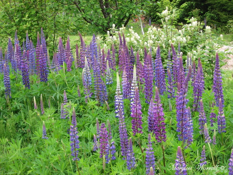 Nouvelles du Canada 179 : Lupins etc.