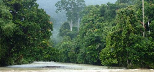 Parc National de Gunung Leuser à Sumatra