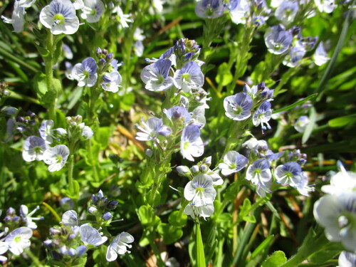 Fleurs bleues