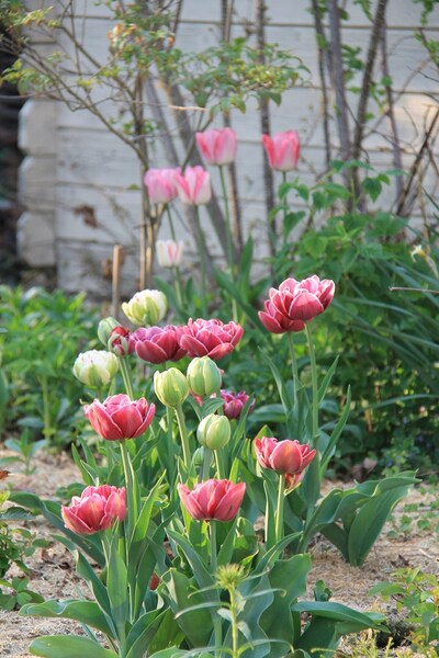 Tulipe Danceline