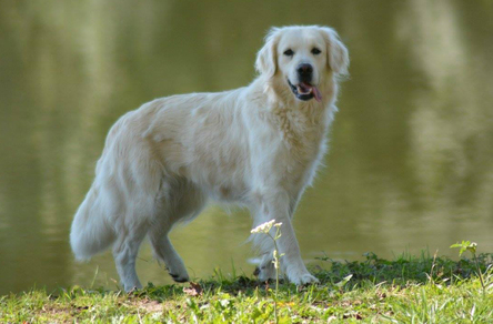 Résultat de recherche d'images pour "chienne golden retriever"