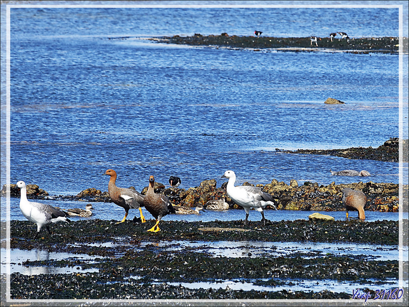 Les Ouettes de Magellan et les Huîtriers de Garnot, Magellanic Oystercatcher (Haematopus leucopodus) se partagent l'estran - Ship Harbour - New Island - Falkland (Malouines, Malvinas) - Gde-Bretagne