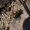 Carabe splendide (Carabus splendens)