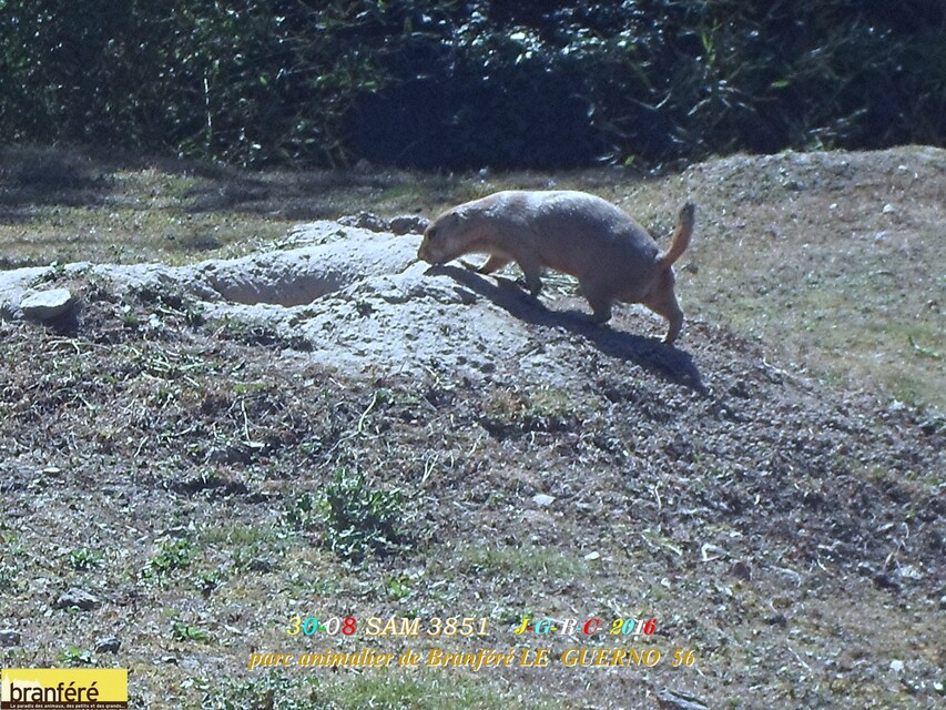 PARC DE BRANFERE LE GUERNO 56190      D    10/01/2017