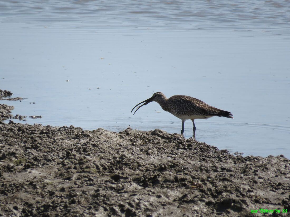 des oiseaux qui ont faim