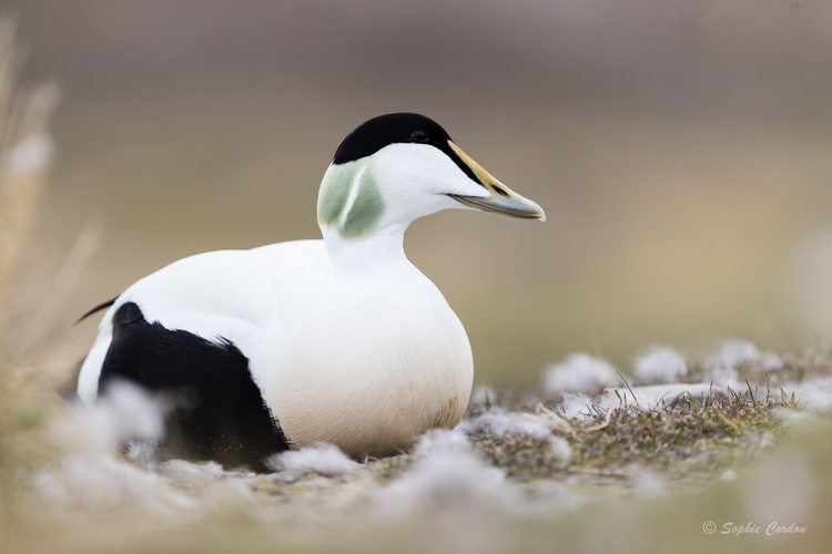 Du côté des eiders