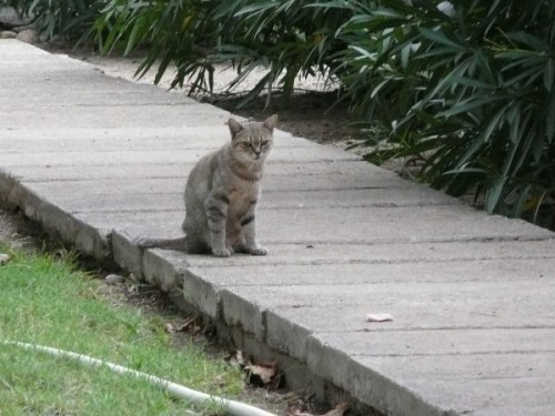 chats-perpignan-08_charly.JPG