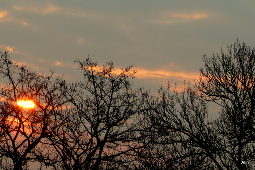 Soleil du soir dans les arbres