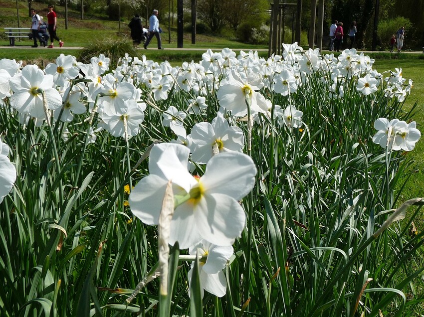 Annick.Amiens.2013.Jonquilles