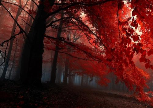 ~ Nature Humaine ~