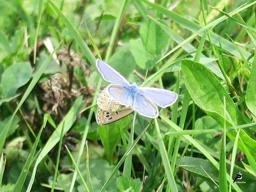 Couple d'azuré commun (Polyommatus icarus)