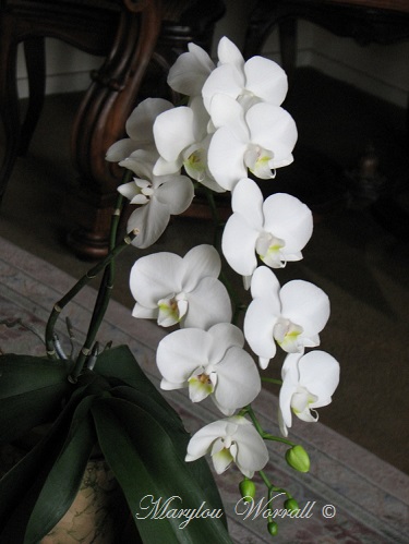 Orchidées blanches en fleurs