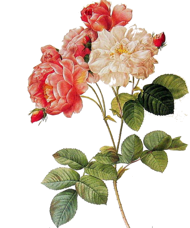 vintage fleurs