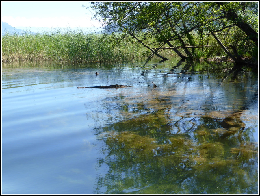 Reflets sur le Canal de Savières : Balade en bateau.