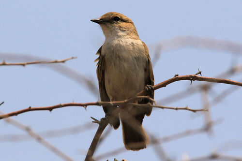 Gobemouche pâle (Pale Flycatcher)