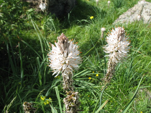 Fleurs du champsaur