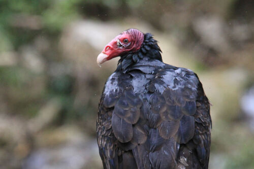 Urubu à Tête Rouge (Turkey Vulture)