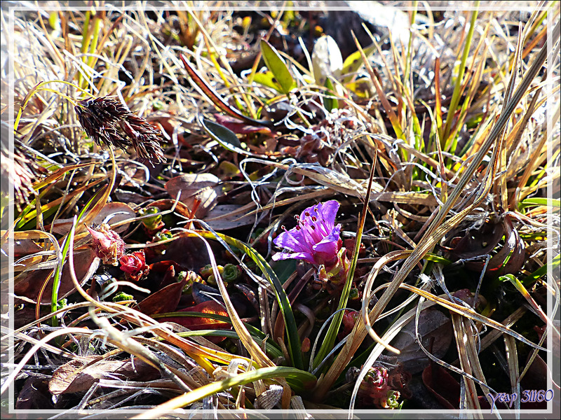 Flore à Dundas Harbour - Devon Island - Baffin Bay - Nunavut - Canada