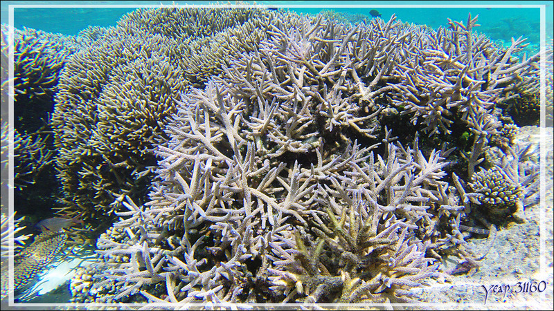 Corail Acropore corne de cerf, Formosa staghorn coral (Acropora formosa) - Snorkeling à Thudufushi - Atoll d'Ari - Maldives