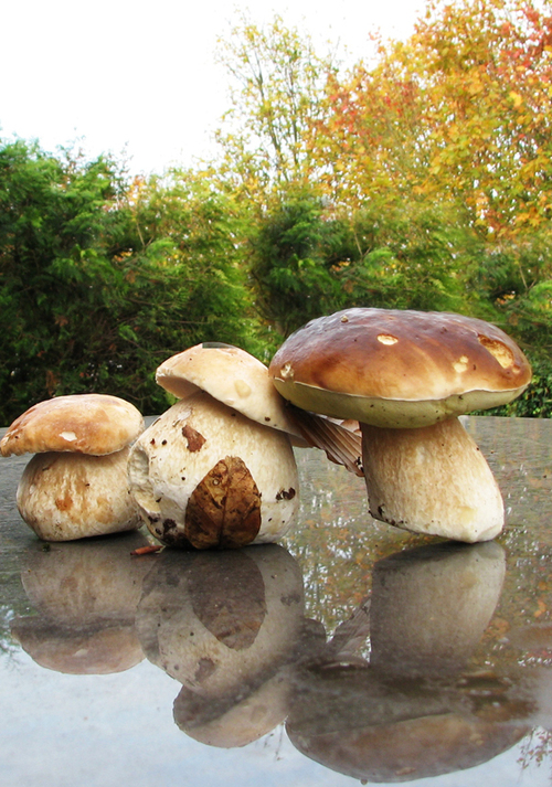 Automne/cèpes/ Montagne de Reims