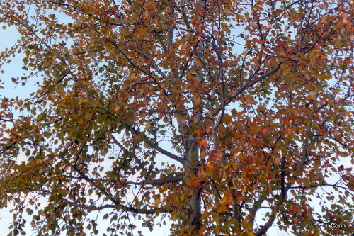 Un bel arbre de décembre !