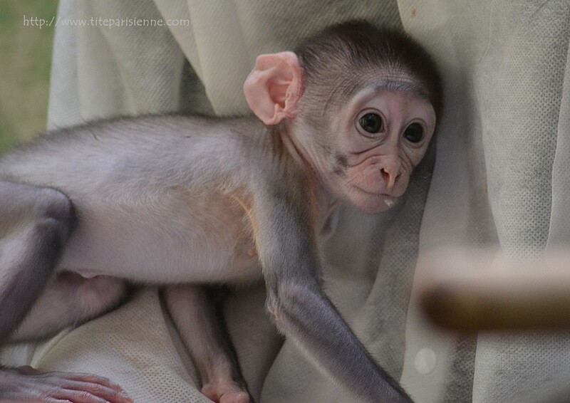 Ménagerie du Jardin des Plantes : "Loango" le petit Mangabey Couronné