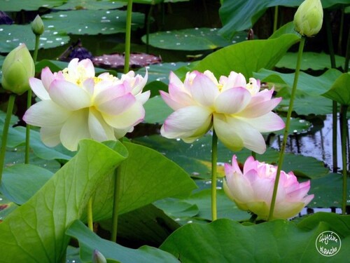 Lotus Pink - giovanni marradi