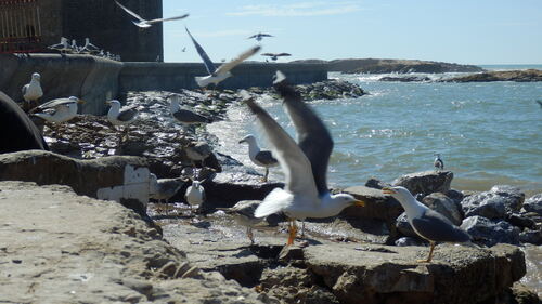 Essaouira 