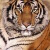 Tigre magnifique