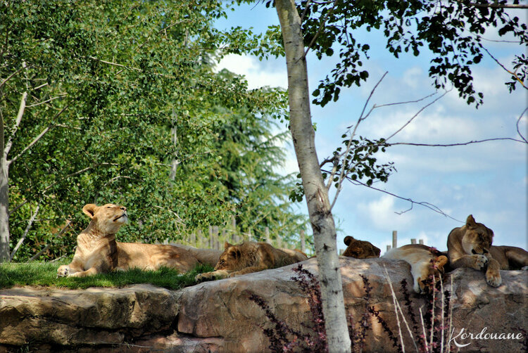 Photos de Lions - Zoo de Beauval