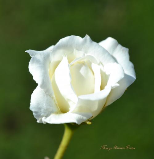 Le cartoscope du mardi 3 février 2015