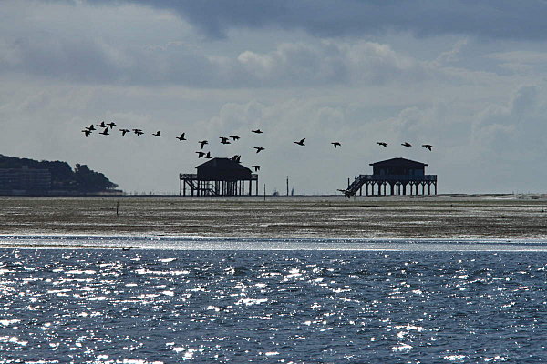 Bassin-d-Arcachon 5953