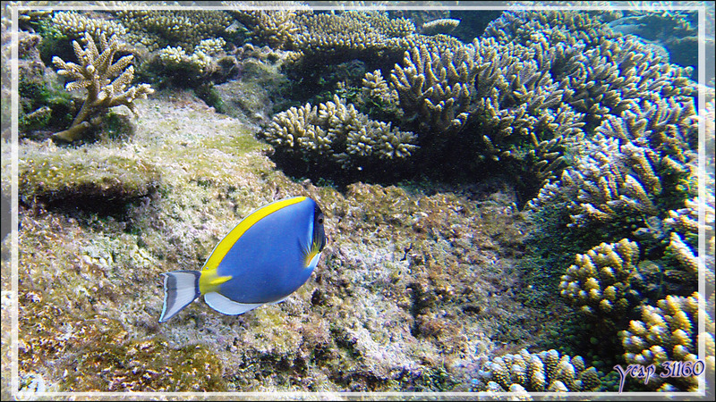 Chirurgien à poitrine blanche ou Chirurgien poudré, Powderblue surgeonfish (Acanthurus leucosternon) - Athuruga - Atoll d'Ari - Maldives