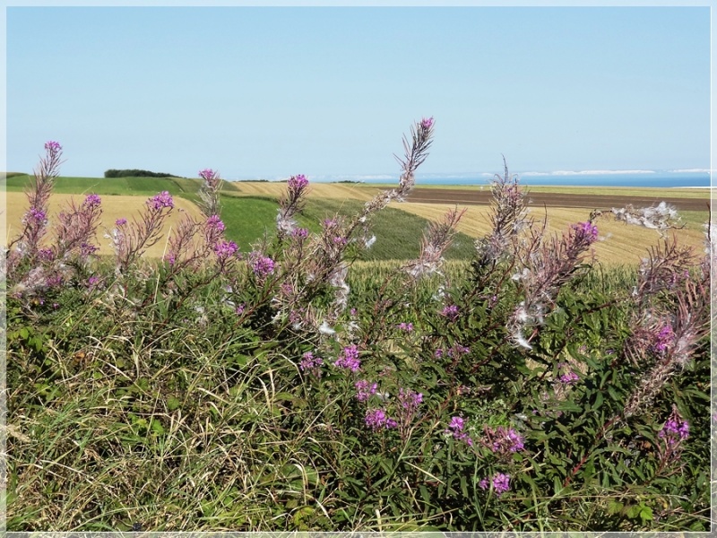 Au loin, les côtes anglaises!